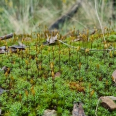 Polytrichum at Acton, ACT - 10 Sep 2022 10:56 AM