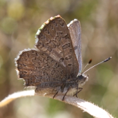 Paralucia crosbyi (Violet Copper Butterfly) at Booth, ACT - 11 Sep 2022 by DavidForrester