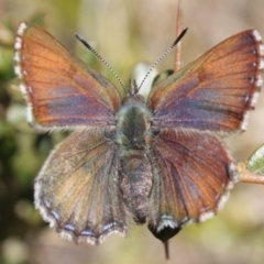 Paralucia spinifera (Bathurst or Purple Copper Butterfly) at Booth, ACT - 11 Sep 2022 by DavidForrester