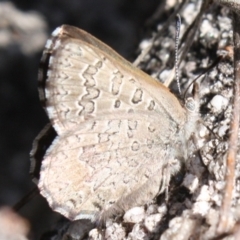 Paralucia spinifera (Bathurst or Purple Copper Butterfly) at Booth, ACT - 11 Sep 2022 by DavidForrester