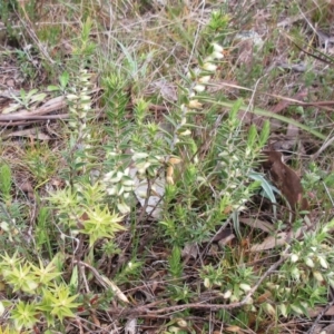 Melichrus urceolatus at Hawker, ACT - 10 Sep 2022