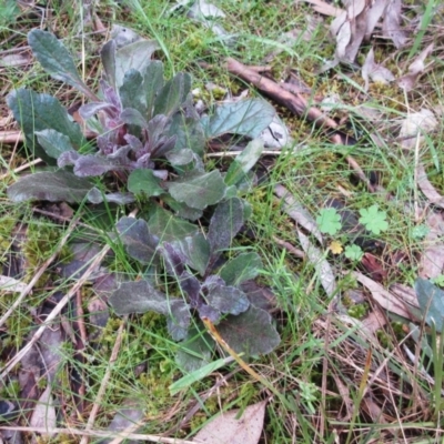 Ajuga australis (Austral Bugle) at Hawker, ACT - 10 Sep 2022 by sangio7