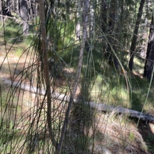 Allocasuarina verticillata at Isaacs, ACT - 11 Sep 2022