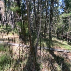 Allocasuarina verticillata at Isaacs, ACT - 11 Sep 2022