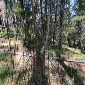 Allocasuarina verticillata at Isaacs, ACT - 11 Sep 2022