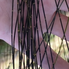 Allocasuarina verticillata at Isaacs, ACT - 11 Sep 2022