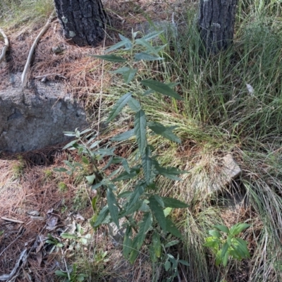 Olearia lirata (Snowy Daisybush) at Isaacs, ACT - 11 Sep 2022 by SteveBorkowskis