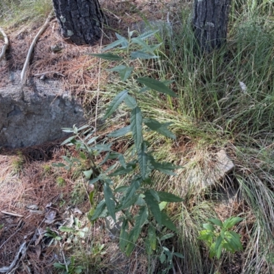 Olearia lirata (Snowy Daisybush) at Isaacs Ridge and Nearby - 11 Sep 2022 by Steve_Bok