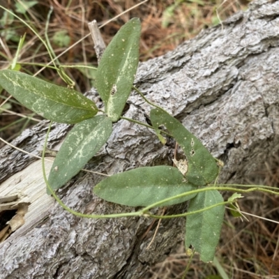 Glycine tabacina (Variable Glycine) at Isaacs, ACT - 11 Sep 2022 by Steve_Bok