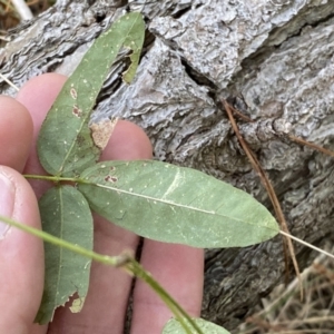 Glycine tabacina at Isaacs, ACT - 11 Sep 2022