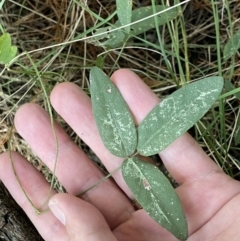 Glycine tabacina at Isaacs, ACT - 11 Sep 2022