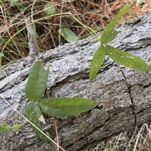 Glycine tabacina at Isaacs, ACT - 11 Sep 2022