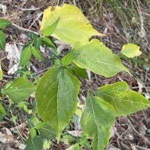 Leycesteria formosa at Isaacs, ACT - 11 Sep 2022 09:54 AM