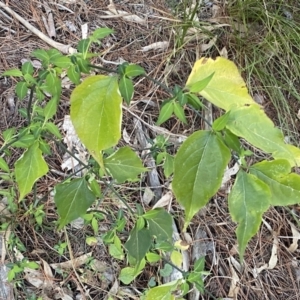 Leycesteria formosa at Isaacs, ACT - 11 Sep 2022 09:54 AM