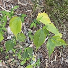 Leycesteria formosa at Isaacs, ACT - 11 Sep 2022 09:54 AM