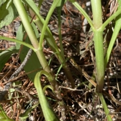 Centranthus ruber at Isaacs, ACT - 11 Sep 2022