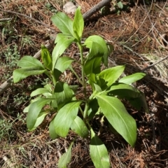 Centranthus ruber at Isaacs, ACT - 11 Sep 2022 10:53 AM