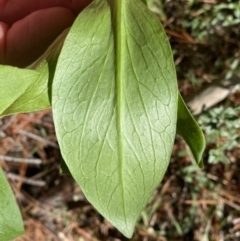 Centranthus ruber at Isaacs, ACT - 11 Sep 2022