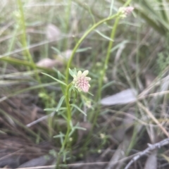 Stackhousia monogyna at Aranda, ACT - 11 Sep 2022 05:25 PM