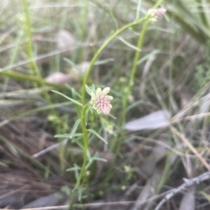 Stackhousia monogyna at Aranda, ACT - 11 Sep 2022 05:25 PM