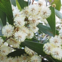 Acacia melanoxylon (Blackwood) at Hawker, ACT - 10 Sep 2022 by sangio7