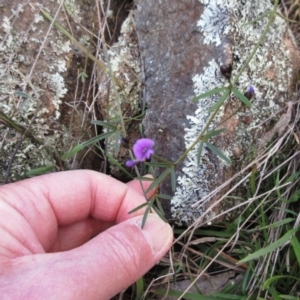 Glycine clandestina at Hawker, ACT - 10 Sep 2022 03:42 PM