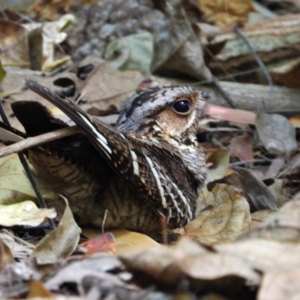 Caprimulgus macrurus (Large-tailed Nightjar) at Kelso, QLD by TerryS