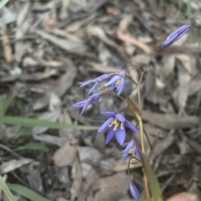 Stypandra glauca (Nodding Blue Lily) at Aranda, ACT - 11 Sep 2022 by lbradley