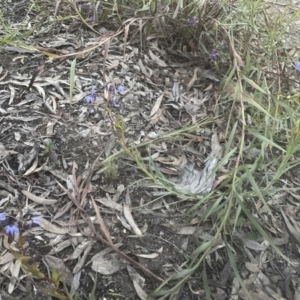 Stypandra glauca at Aranda, ACT - 11 Sep 2022