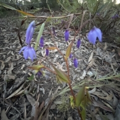 Stypandra glauca at Aranda, ACT - 11 Sep 2022