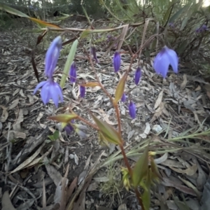 Stypandra glauca at Aranda, ACT - 11 Sep 2022