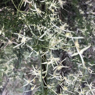 Clematis leptophylla (Small-leaf Clematis, Old Man's Beard) at Googong, NSW - 11 Sep 2022 by RubyRedcar