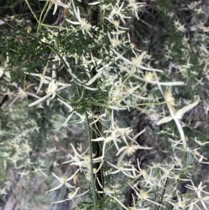 Clematis leptophylla at Googong, NSW - 11 Sep 2022