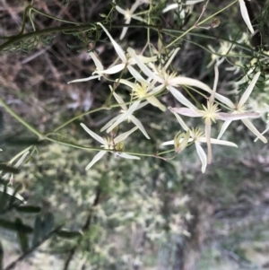 Clematis leptophylla at Googong, NSW - 11 Sep 2022 05:15 PM