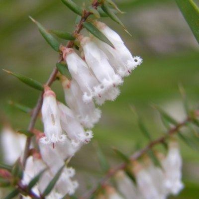 Leucopogon fletcheri subsp. brevisepalus (Twin Flower Beard-Heath) at Block 402 - 10 Sep 2022 by MatthewFrawley