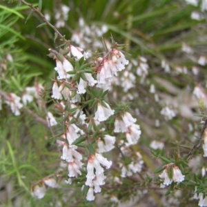 Styphelia fletcheri subsp. brevisepala at Stromlo, ACT - 10 Sep 2022