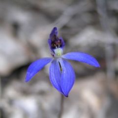 Cyanicula caerulea (Blue Fingers, Blue Fairies) at Denman Prospect 2 Estate Deferred Area (Block 12) - 10 Sep 2022 by MatthewFrawley