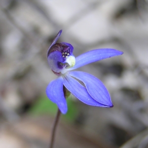 Cyanicula caerulea at Molonglo Valley, ACT - 10 Sep 2022