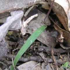 Cyanicula caerulea at Molonglo Valley, ACT - 10 Sep 2022