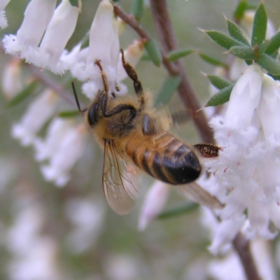Apis mellifera (European honey bee) at Stromlo, ACT - 10 Sep 2022 by MatthewFrawley