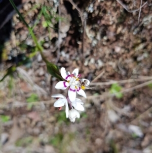 Wurmbea dioica subsp. dioica at Throsby, ACT - 11 Sep 2022