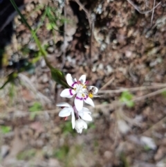 Wurmbea dioica subsp. dioica (Early Nancy) at Mulligans Flat - 11 Sep 2022 by HappyWanderer