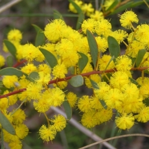 Acacia buxifolia subsp. buxifolia at Stromlo, ACT - 10 Sep 2022 02:59 PM