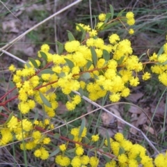 Acacia buxifolia subsp. buxifolia at Stromlo, ACT - 10 Sep 2022 02:59 PM