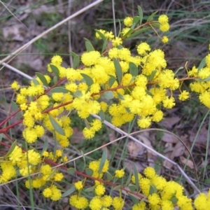 Acacia buxifolia subsp. buxifolia at Stromlo, ACT - 10 Sep 2022 02:59 PM