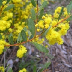 Acacia buxifolia subsp. buxifolia at Stromlo, ACT - 10 Sep 2022