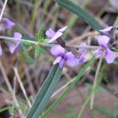 Hovea heterophylla (Common Hovea) at Block 402 - 10 Sep 2022 by MatthewFrawley