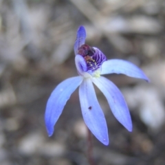 Cyanicula caerulea (Blue Fingers, Blue Fairies) at Block 402 - 10 Sep 2022 by MatthewFrawley