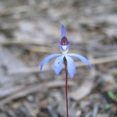 Cyanicula caerulea at Stromlo, ACT - suppressed