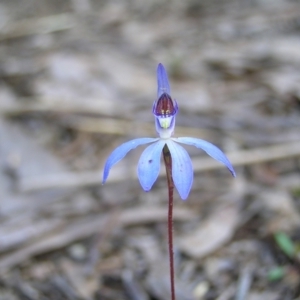 Cyanicula caerulea at Stromlo, ACT - 10 Sep 2022